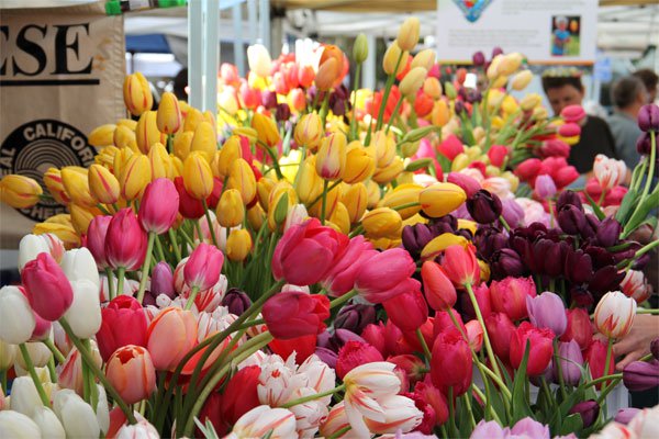 hoa-tulip hoa-tulip